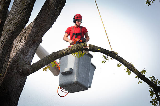 Best Tree Pruning Services  in El Valle De Arroyo Seco, NM